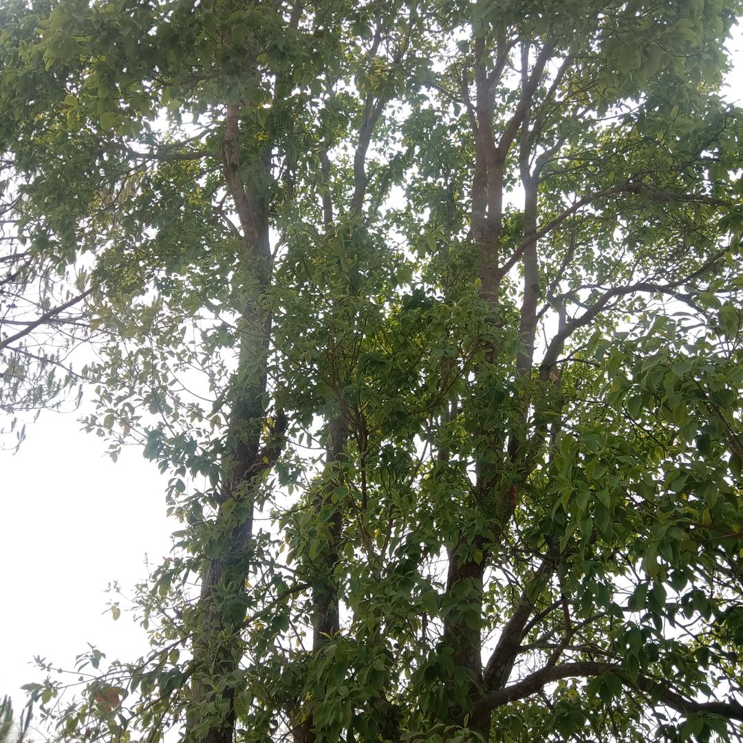 岩三来