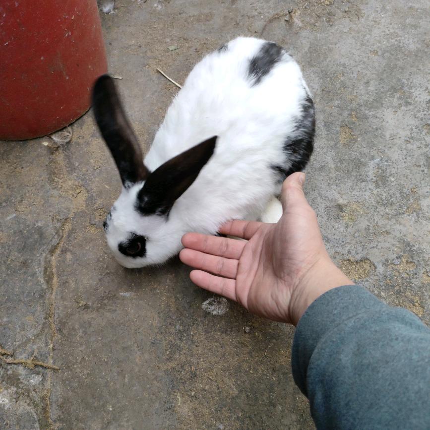 小唐