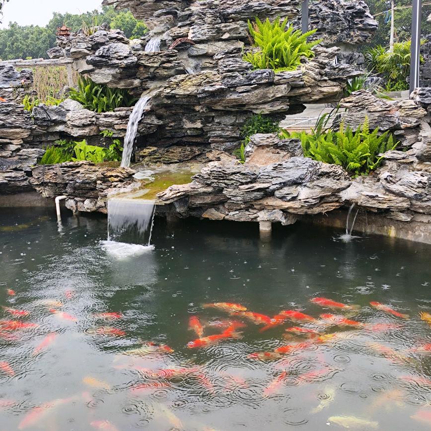 麓湖山庄锦鲤