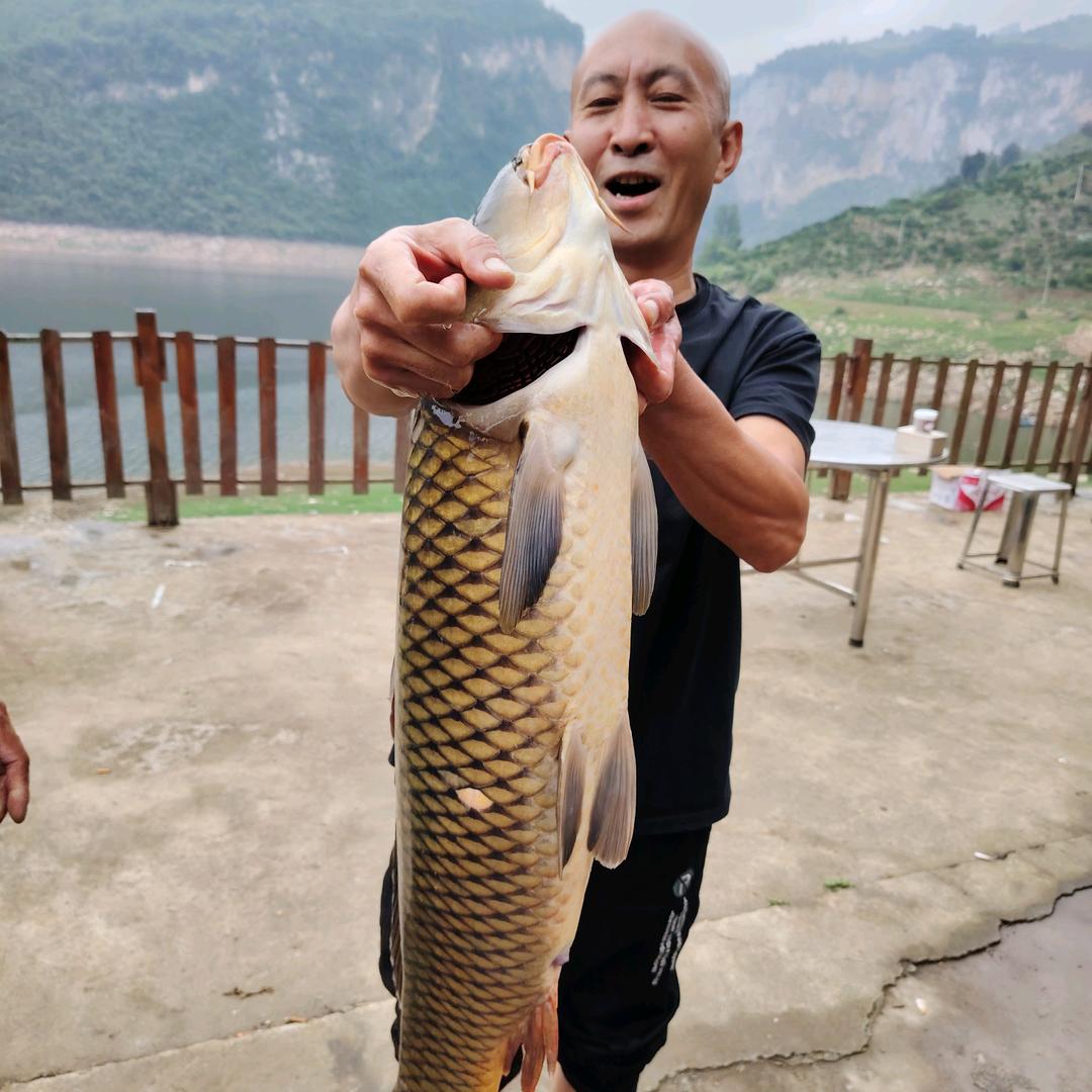 钓鱼找陈哥
