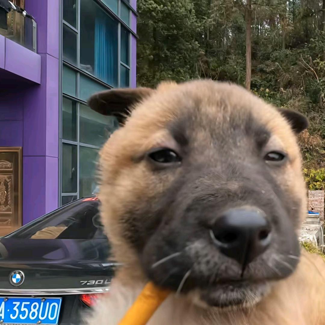 租车公司   小  猪  佩  奇