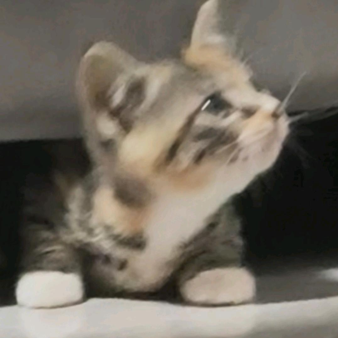 椰子耶