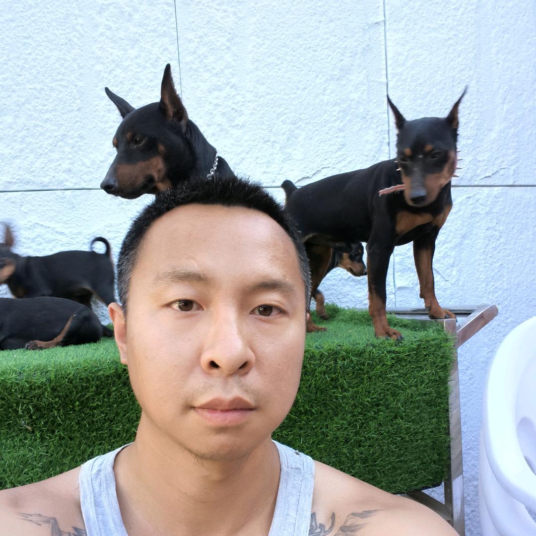 赛级迷你宾莎北京犬舍(主页有介绍)