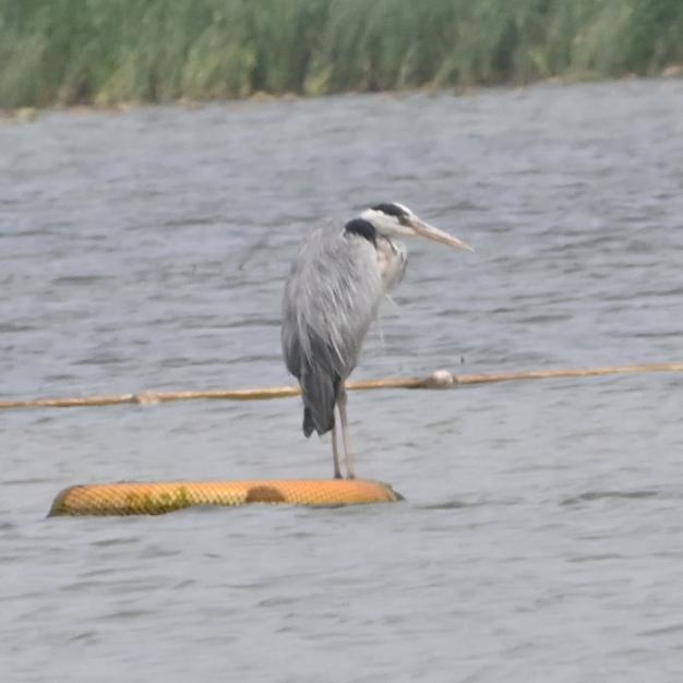 聊城中考百事通