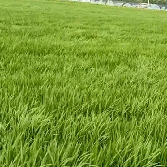 疾风劲草
