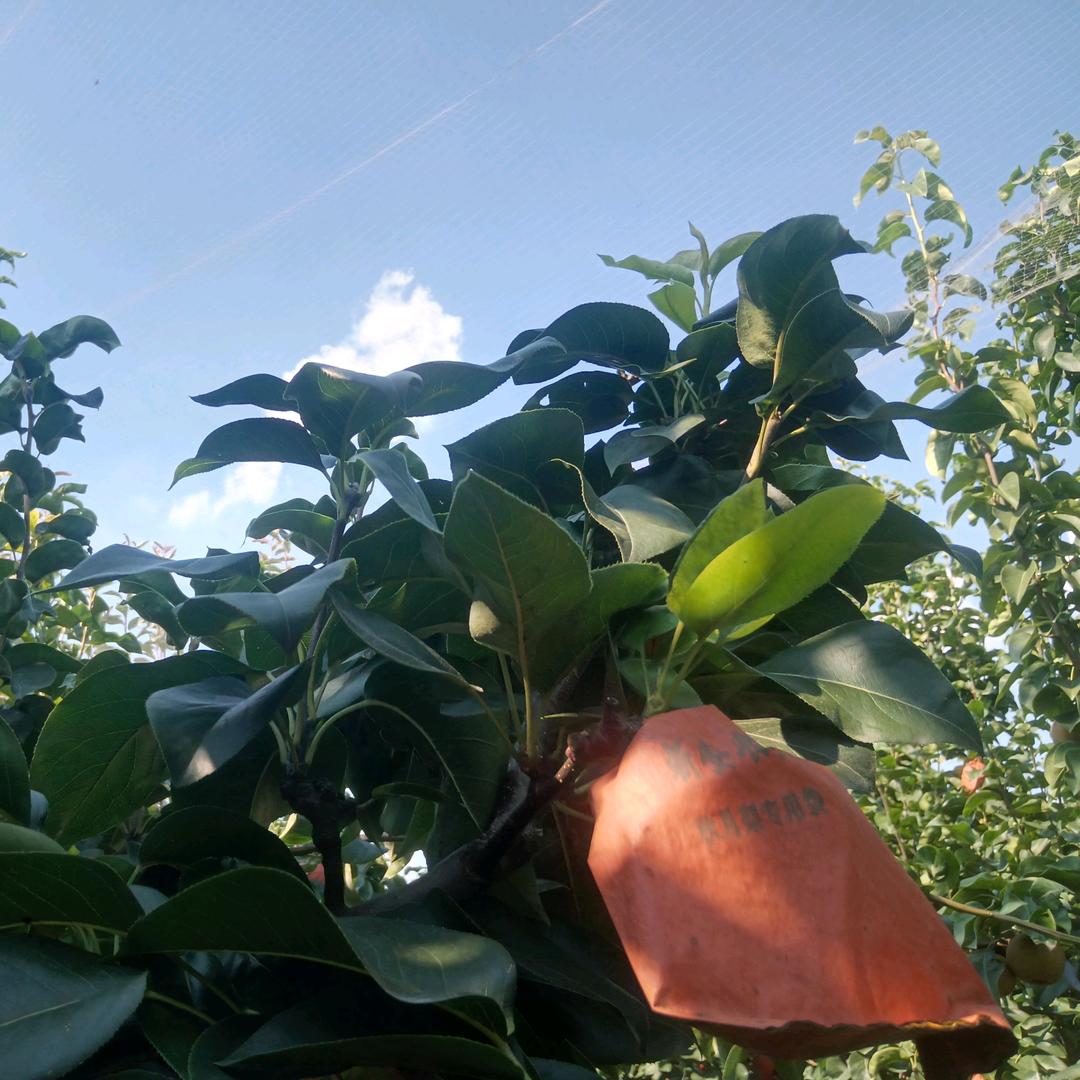 沂蒙山二妮