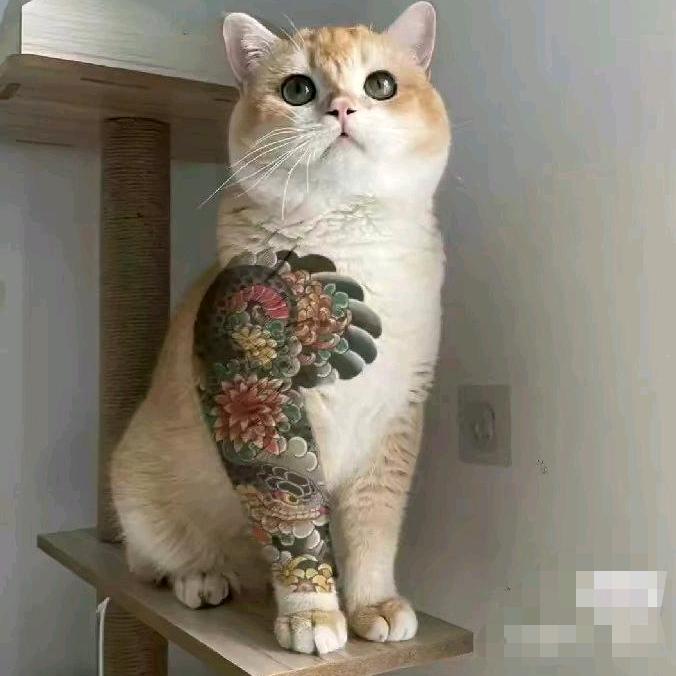 花臂Kitty