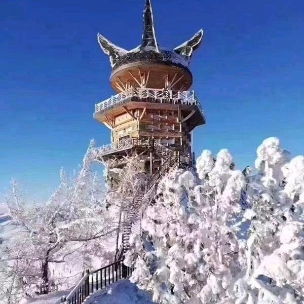 春天的白桦林