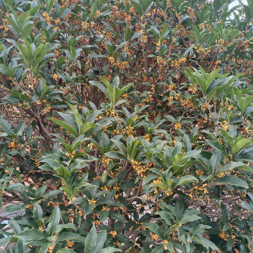 妹妹妈（学习中）