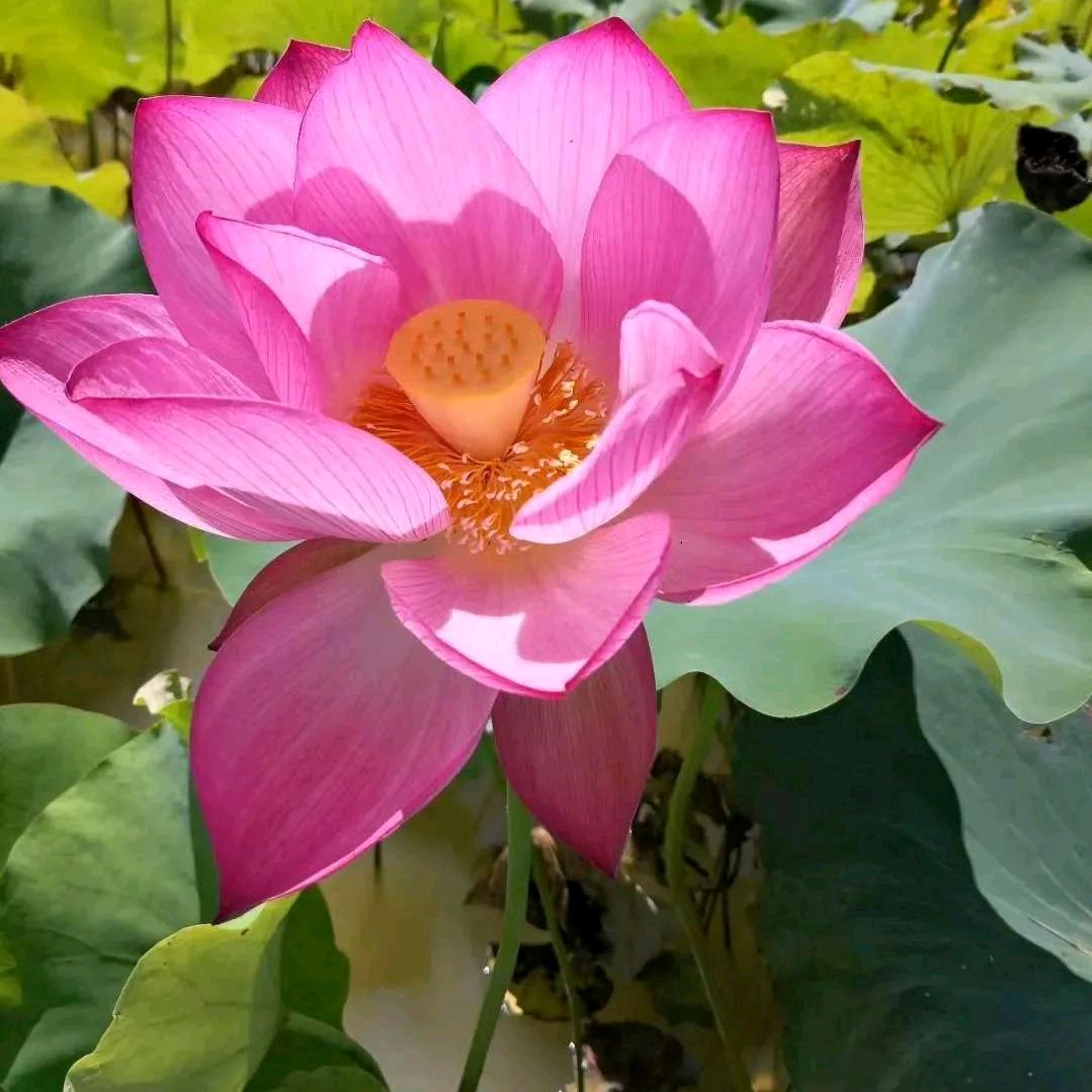 曾经仓海