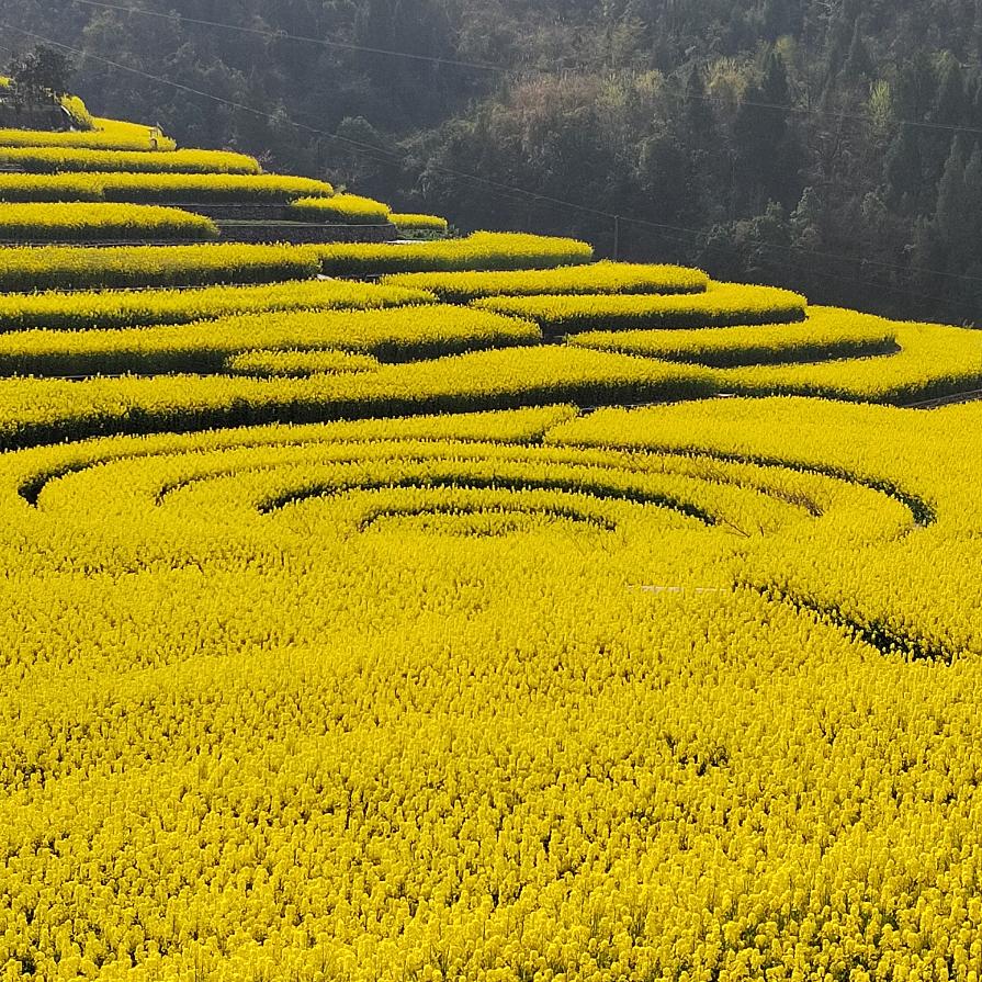 梨花落