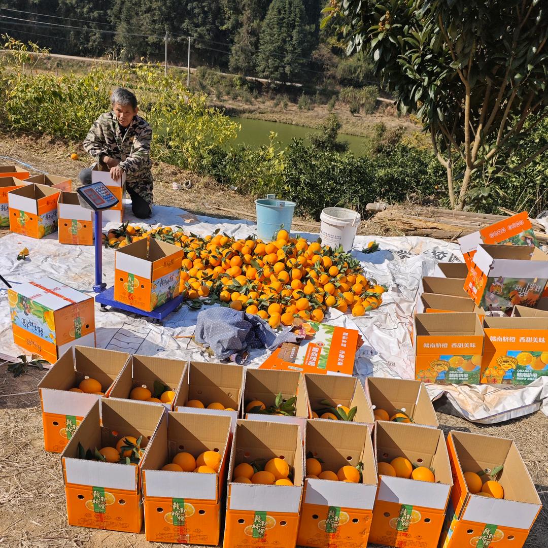 老果农的橙家女儿