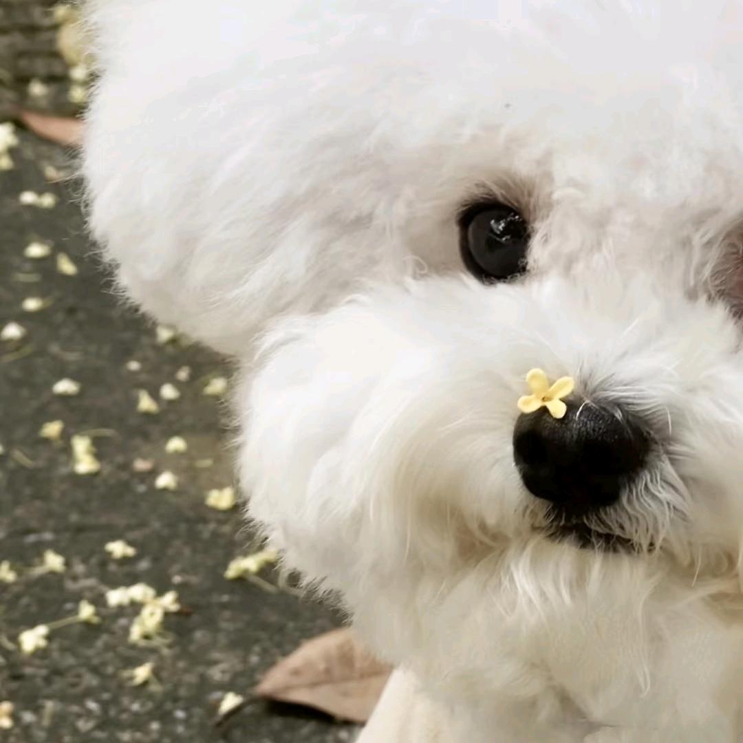 桂花小狗
