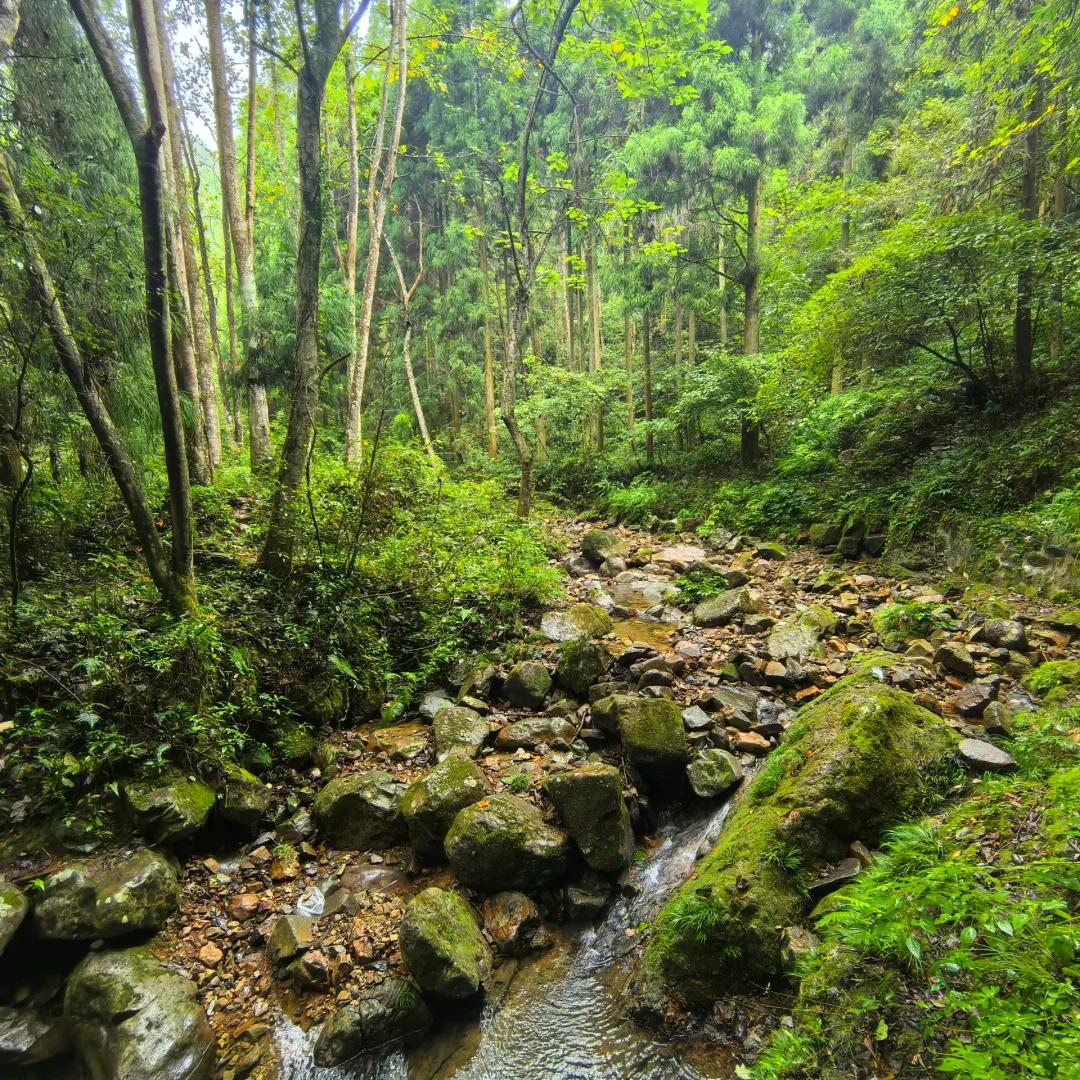 森霖