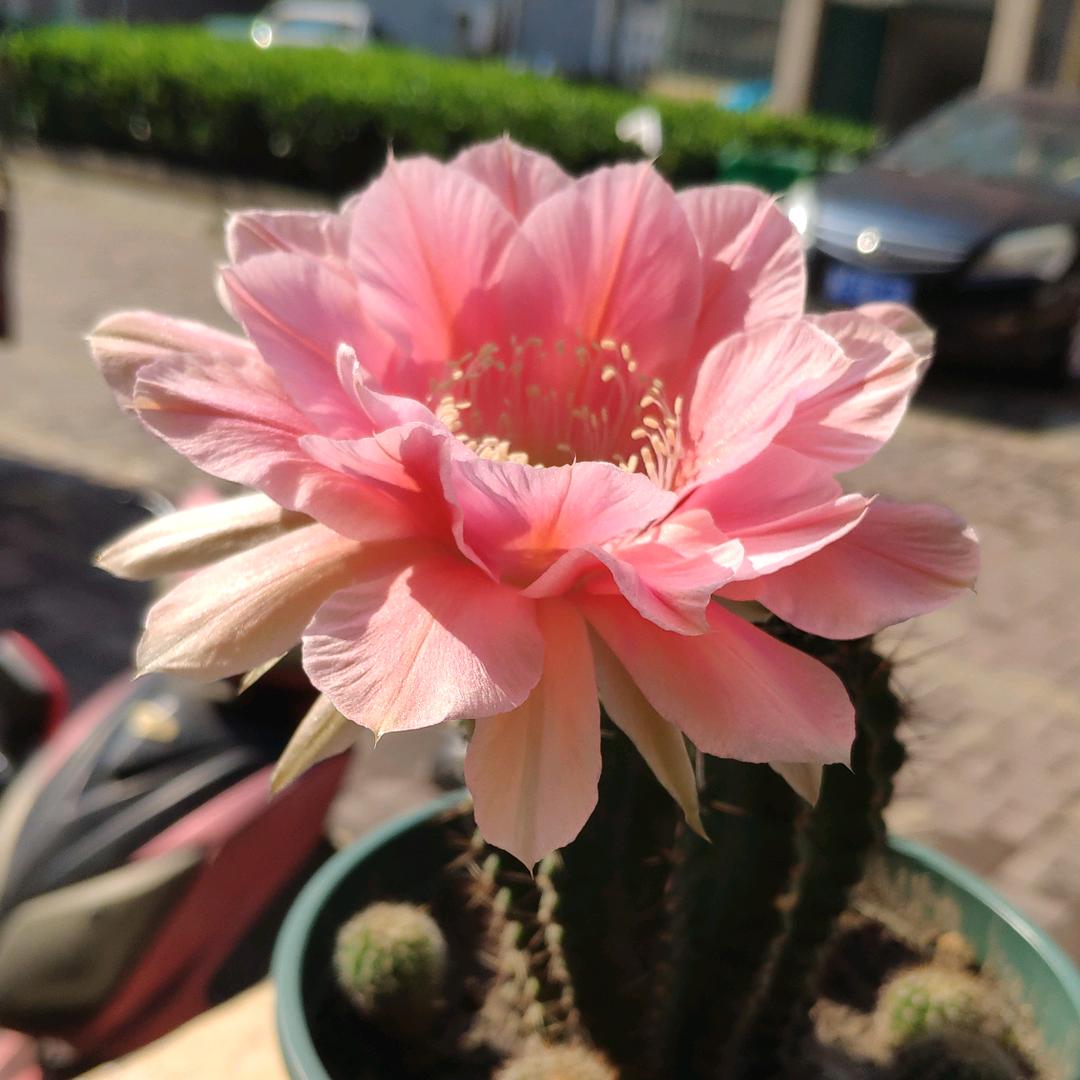感恩  ca