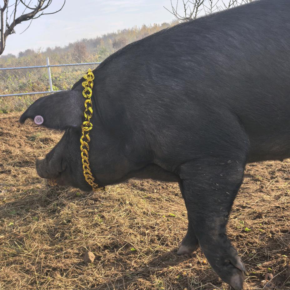 猴哥自己家黑猪肉