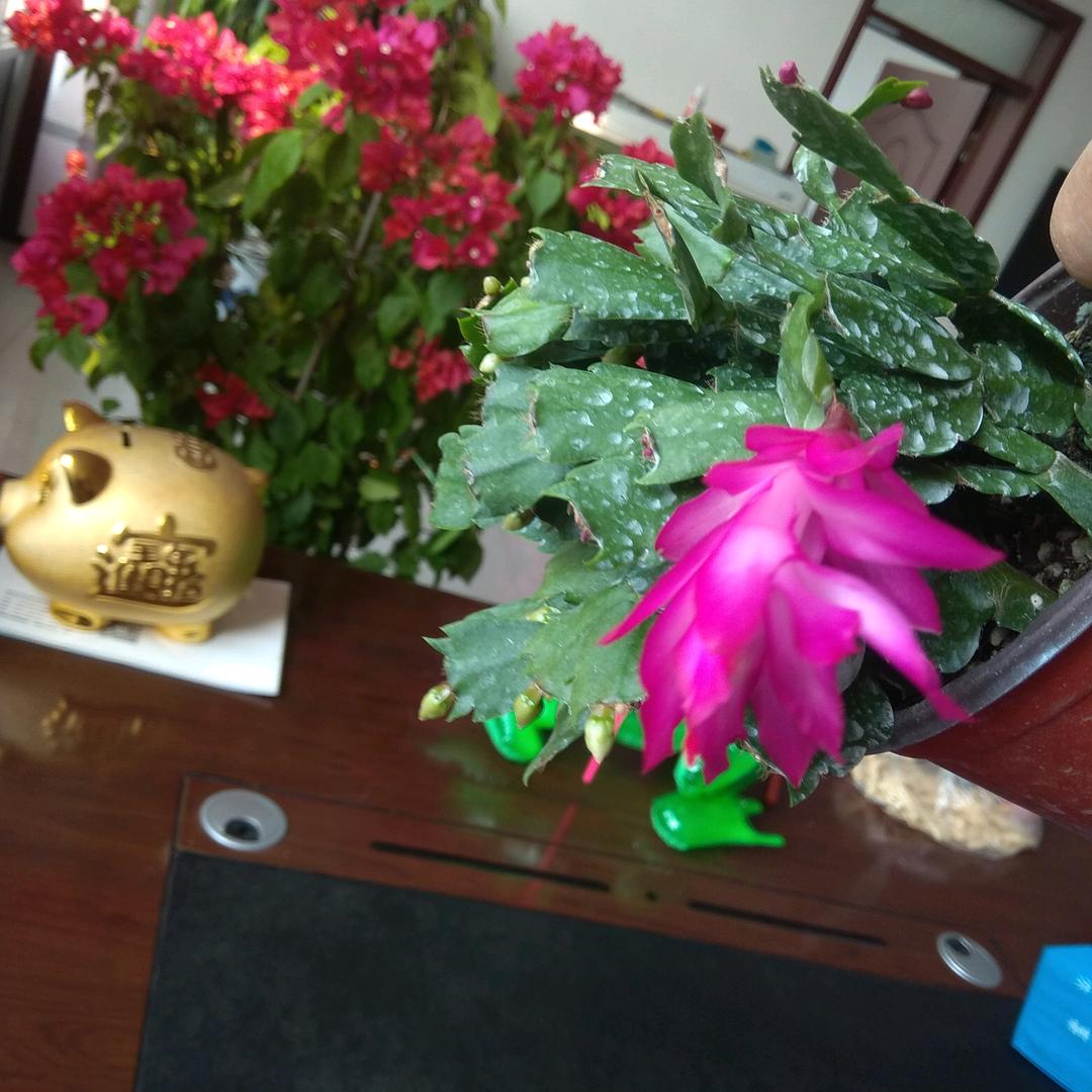 富贵花开《拒私聊》