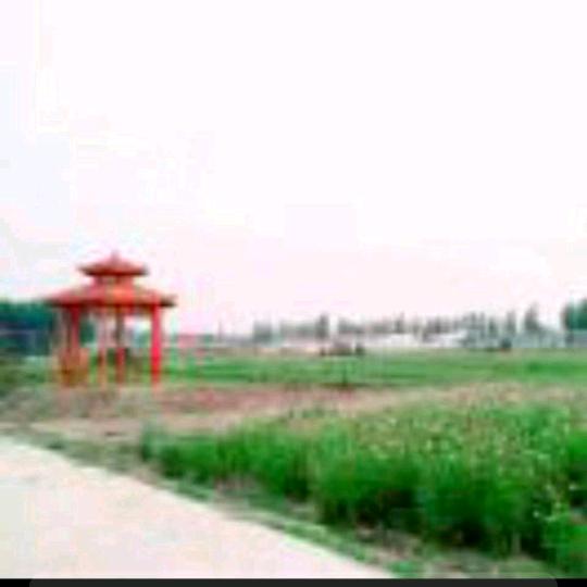 郑天自印