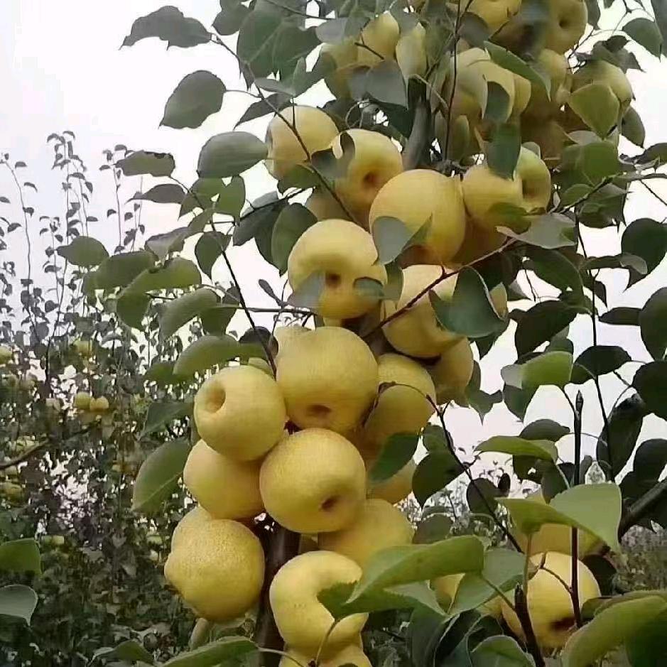 宁陵万亩梨园腾龙代发代收