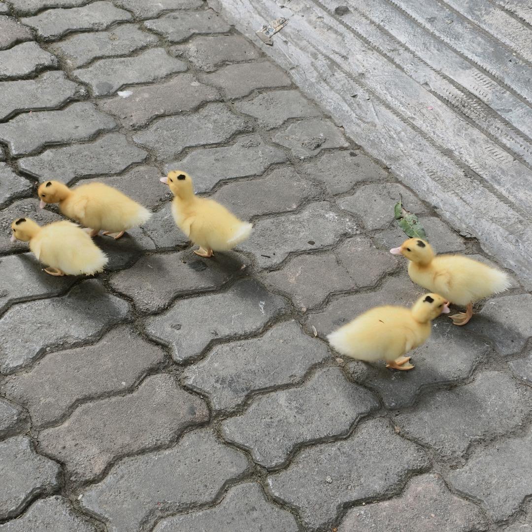 小鸭子嘎嘎嘎头像