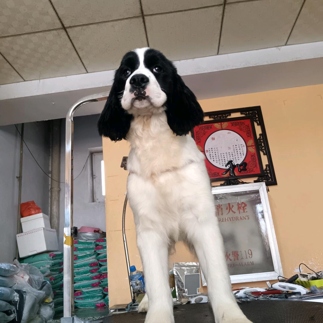 展示型史宾格（小号）