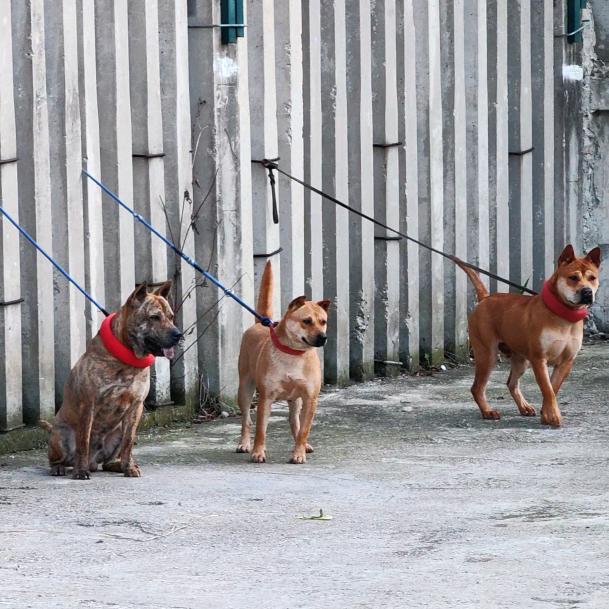 猎犬生活【贵州阿文】