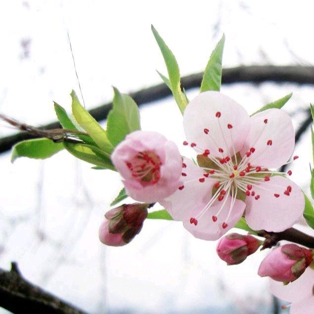 桃花长红