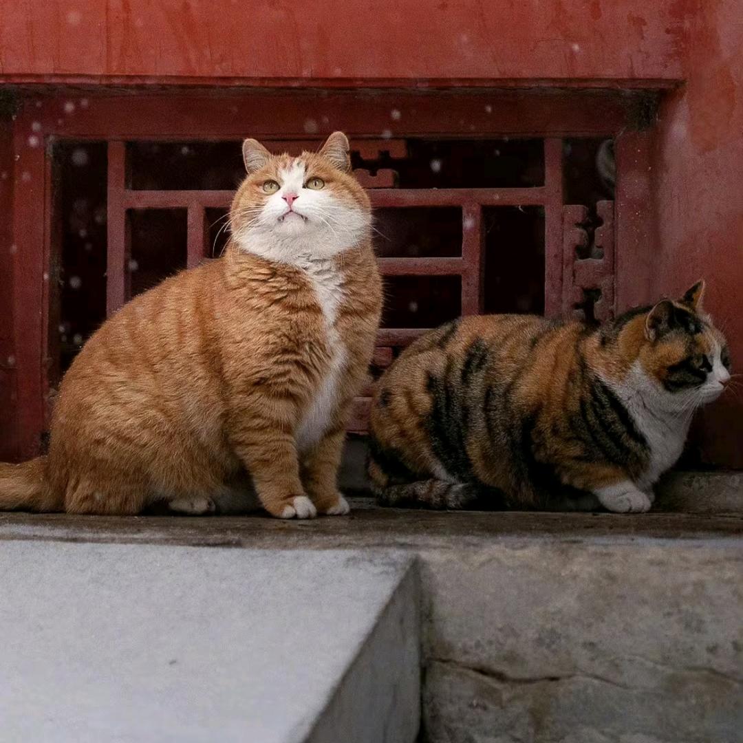 大猫猪