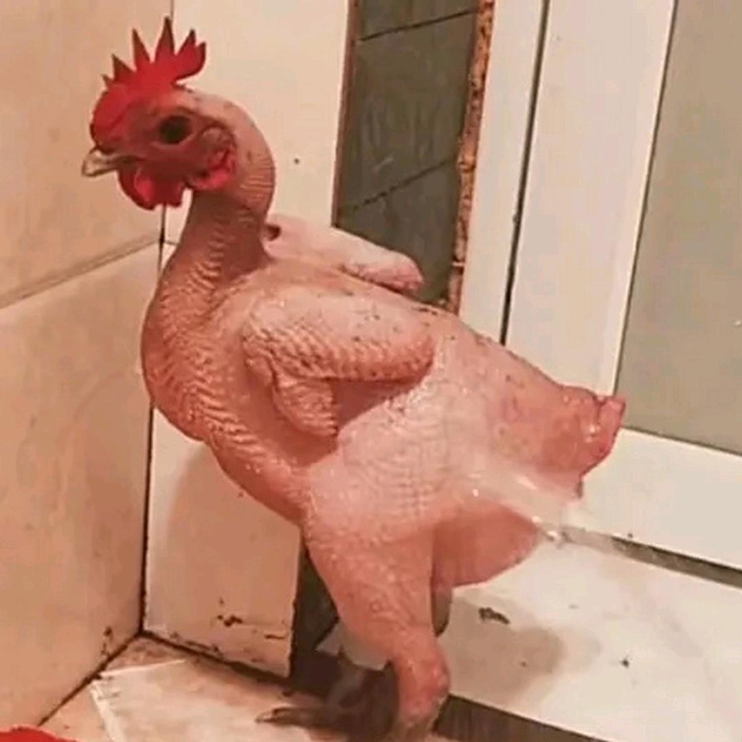 蘴鉎㳆起