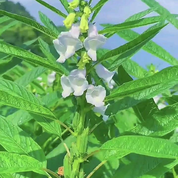 蓝天888