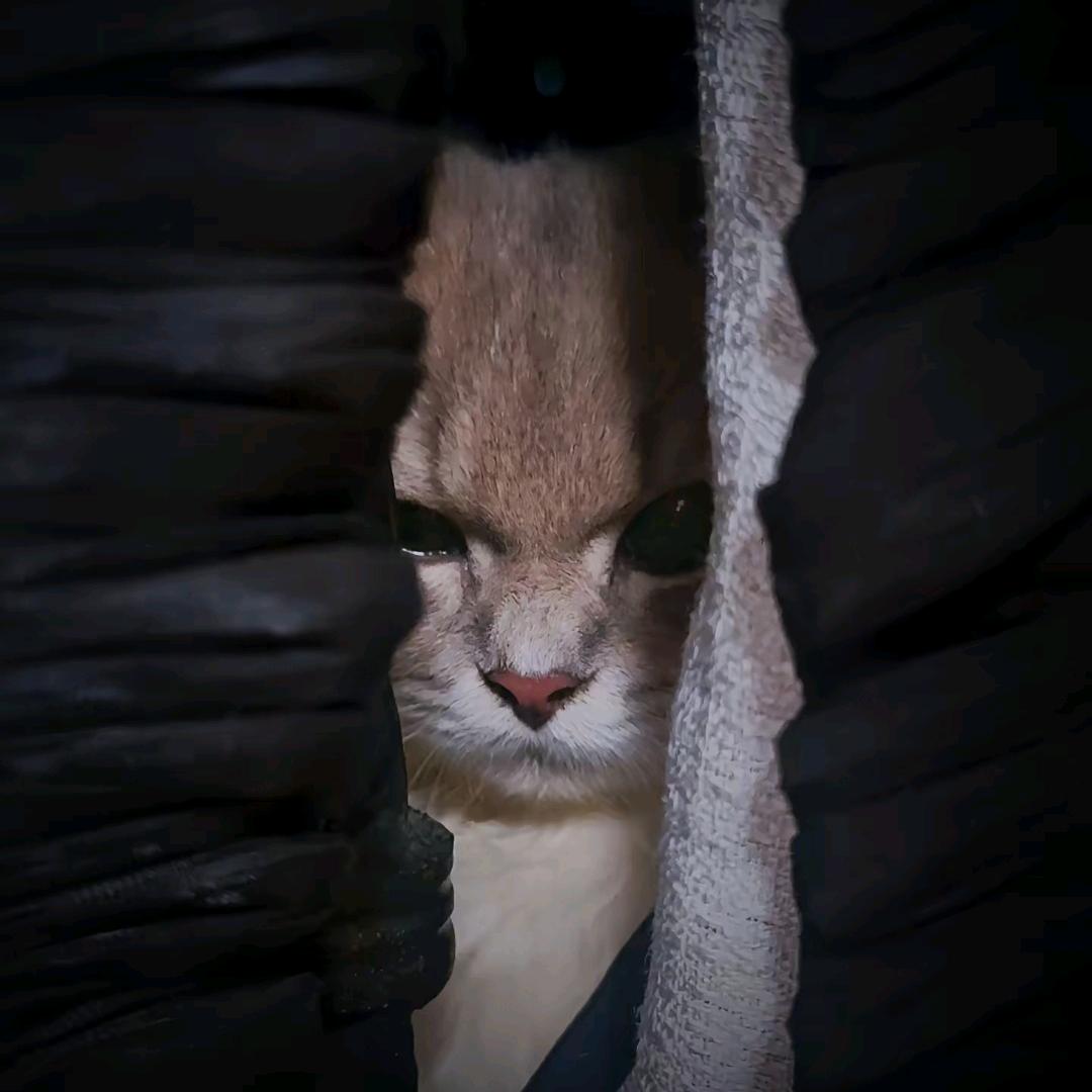 重仓猛干浮盈加仓频繁交易技术分析基本美好