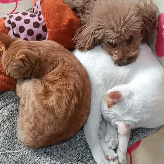 小四和猫孩子们