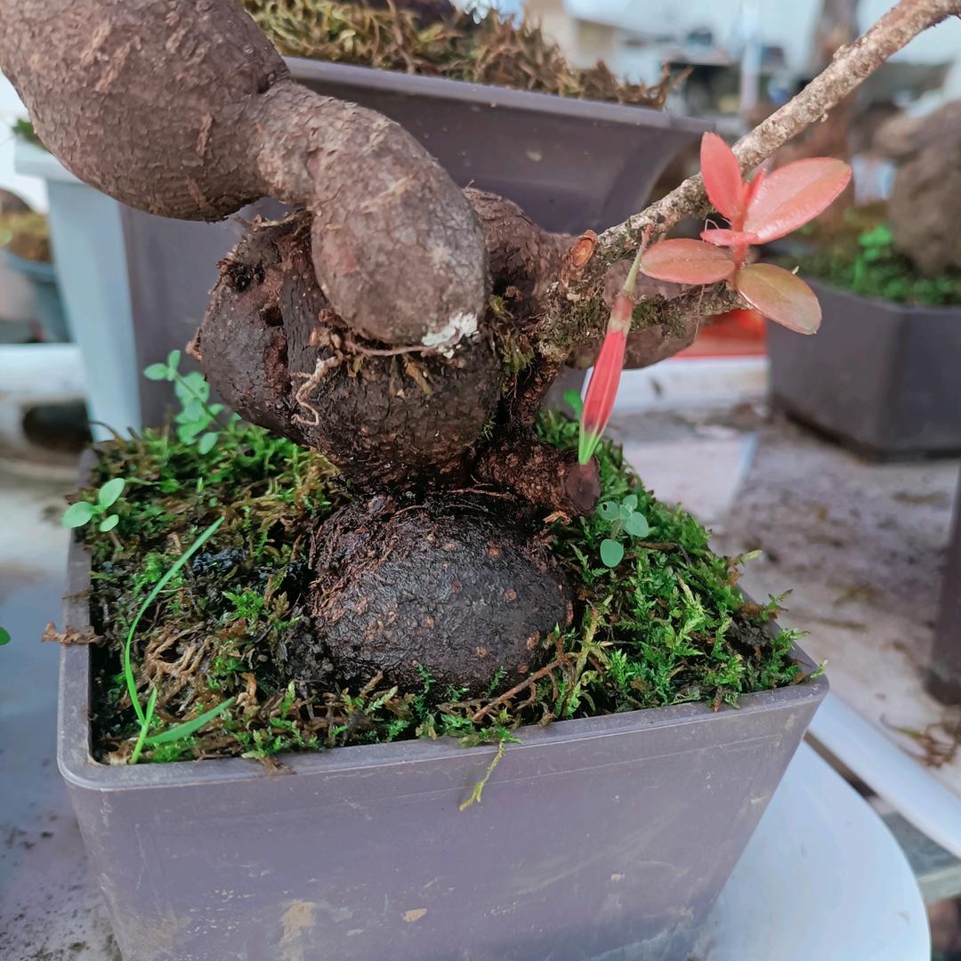 山里人山货盆景店