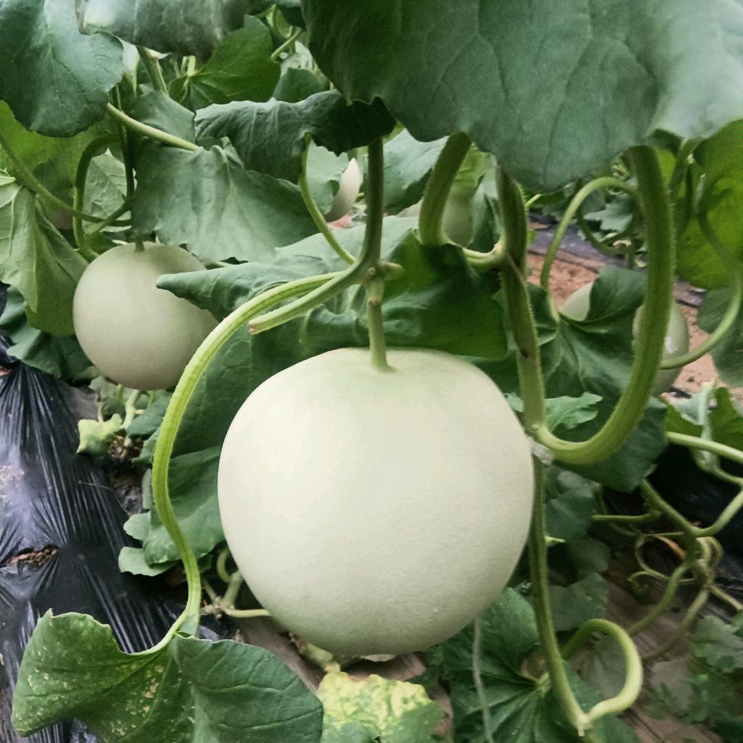 甜瓜种植户