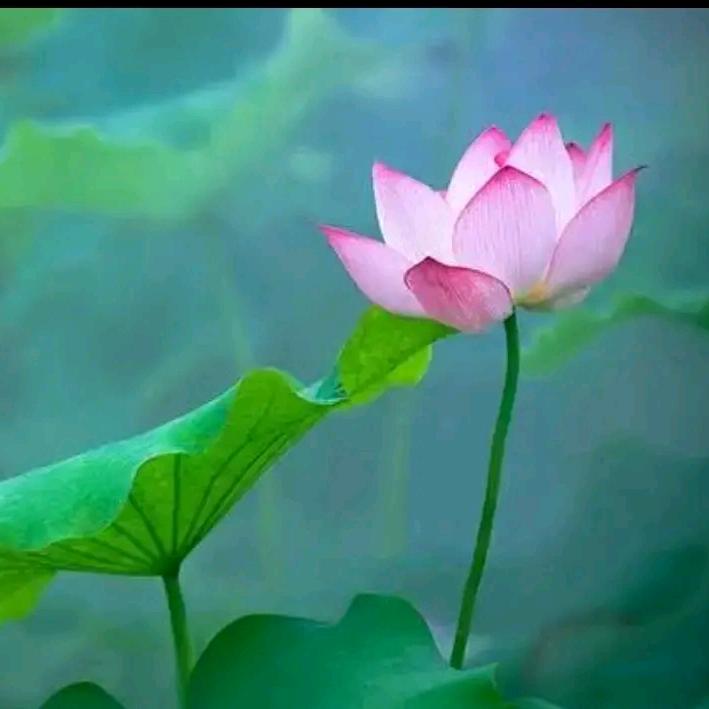 好运莲莲