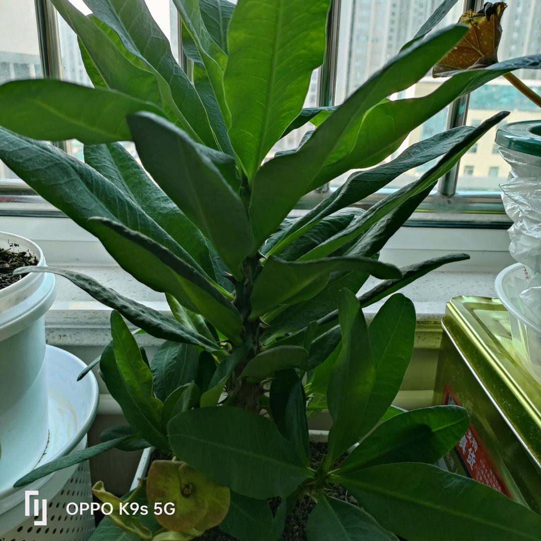平安是福
