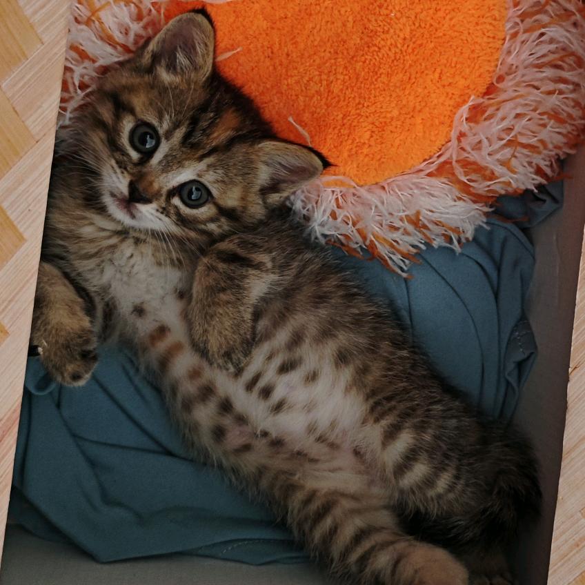我的小🐱叫17
