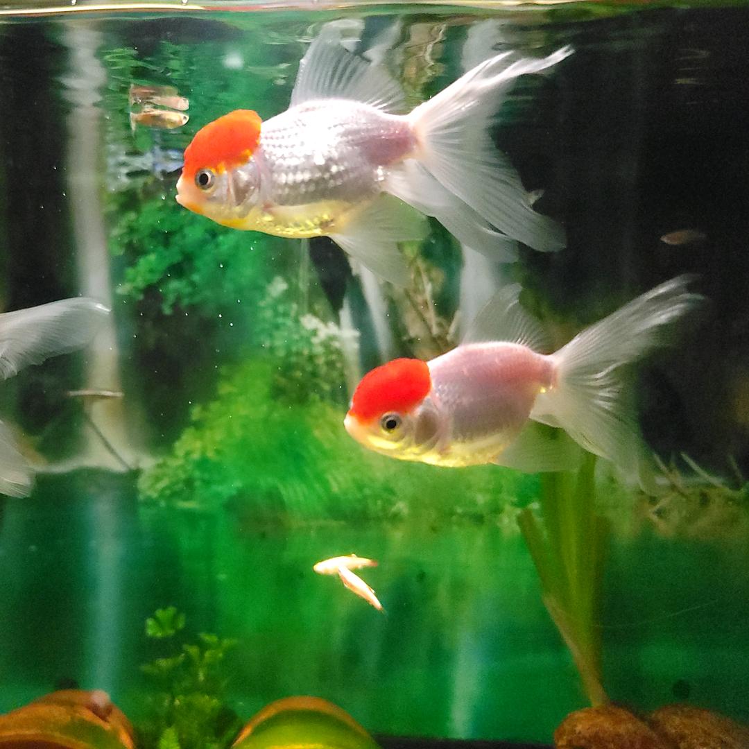 人缓则安