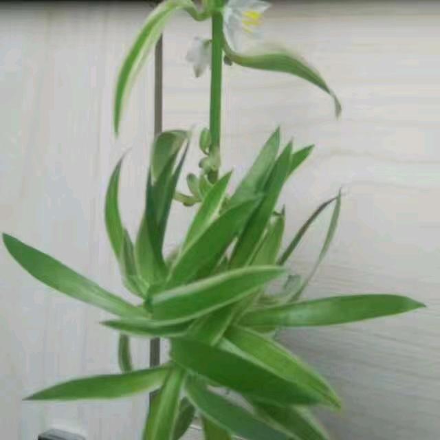 圆顺