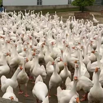 农家土鵝媽媽·◎