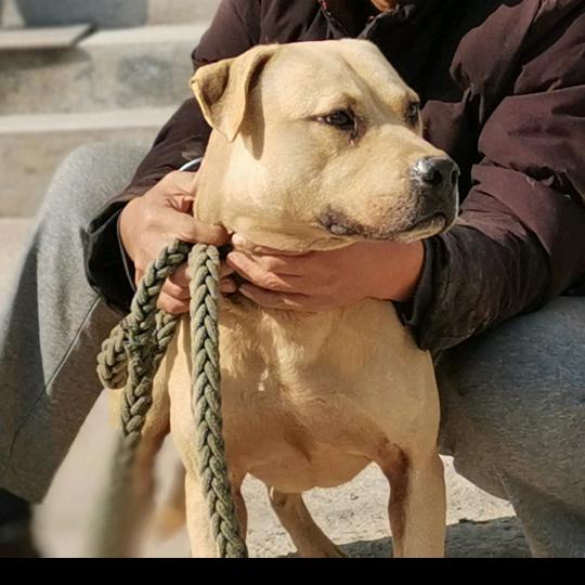 乔氏犬业老于