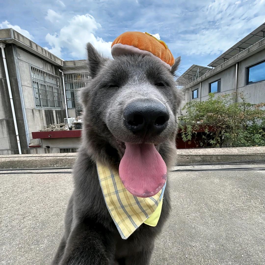 额鹅鹅鹅