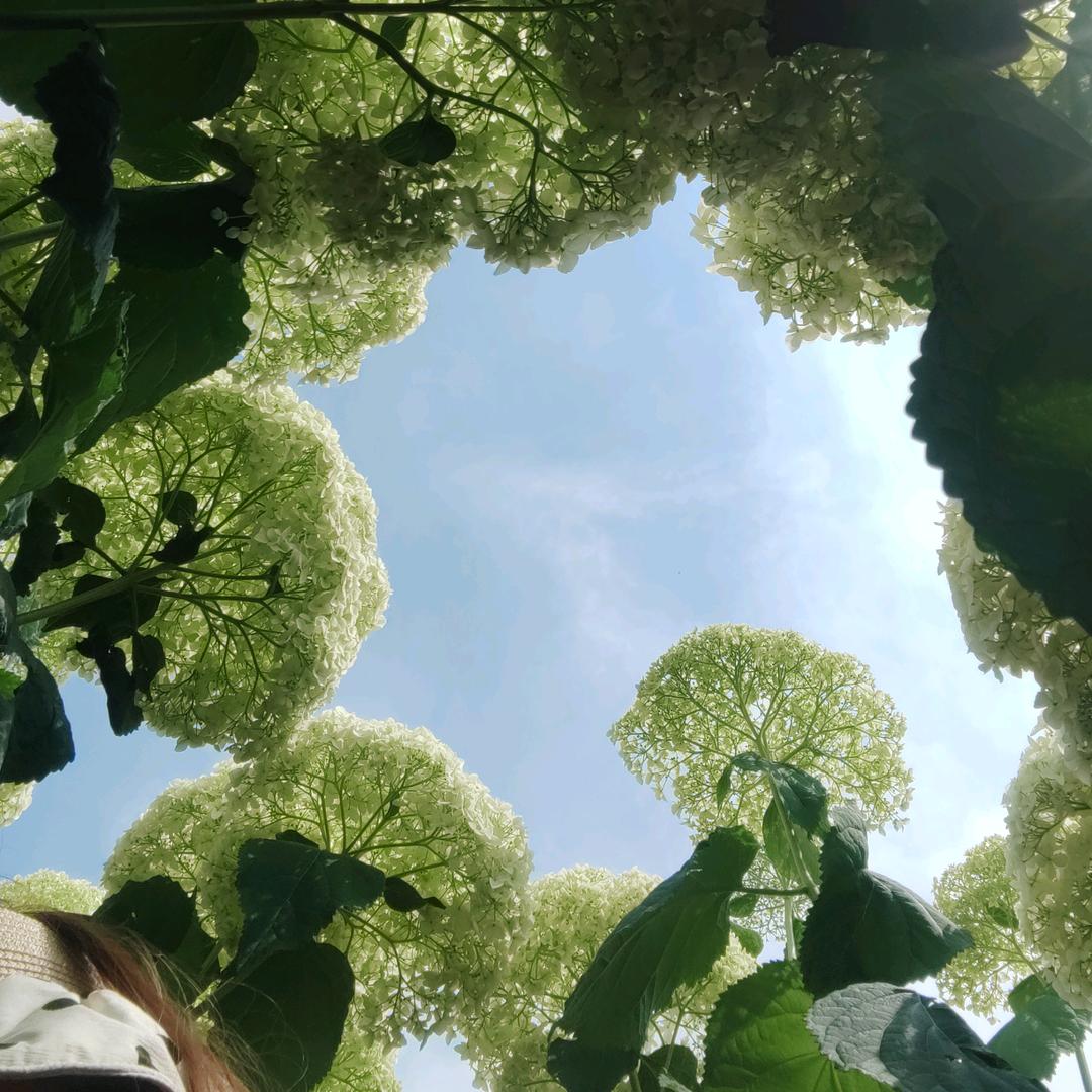 蒽，吖头