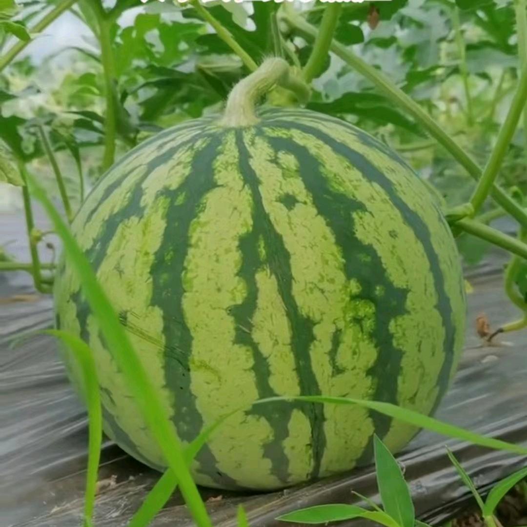 乡村瓜姐