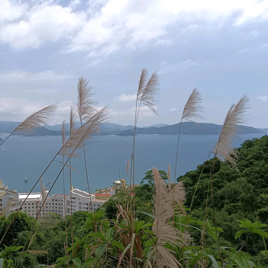 凯旋soline《牡丹花开动京城》