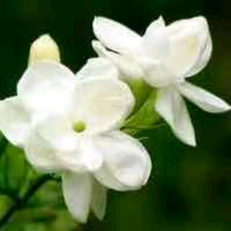 茉莉花开