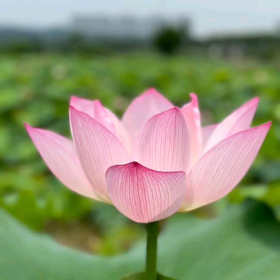 雨后彩虹