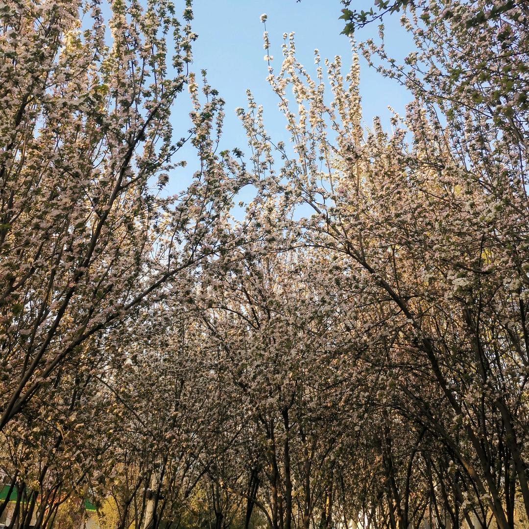 潇峰