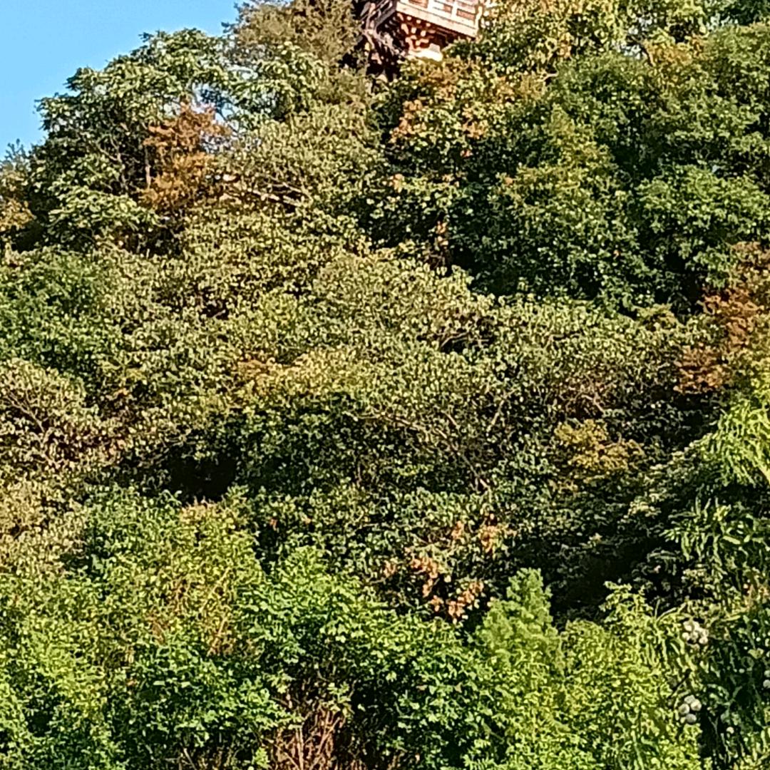 涛姐