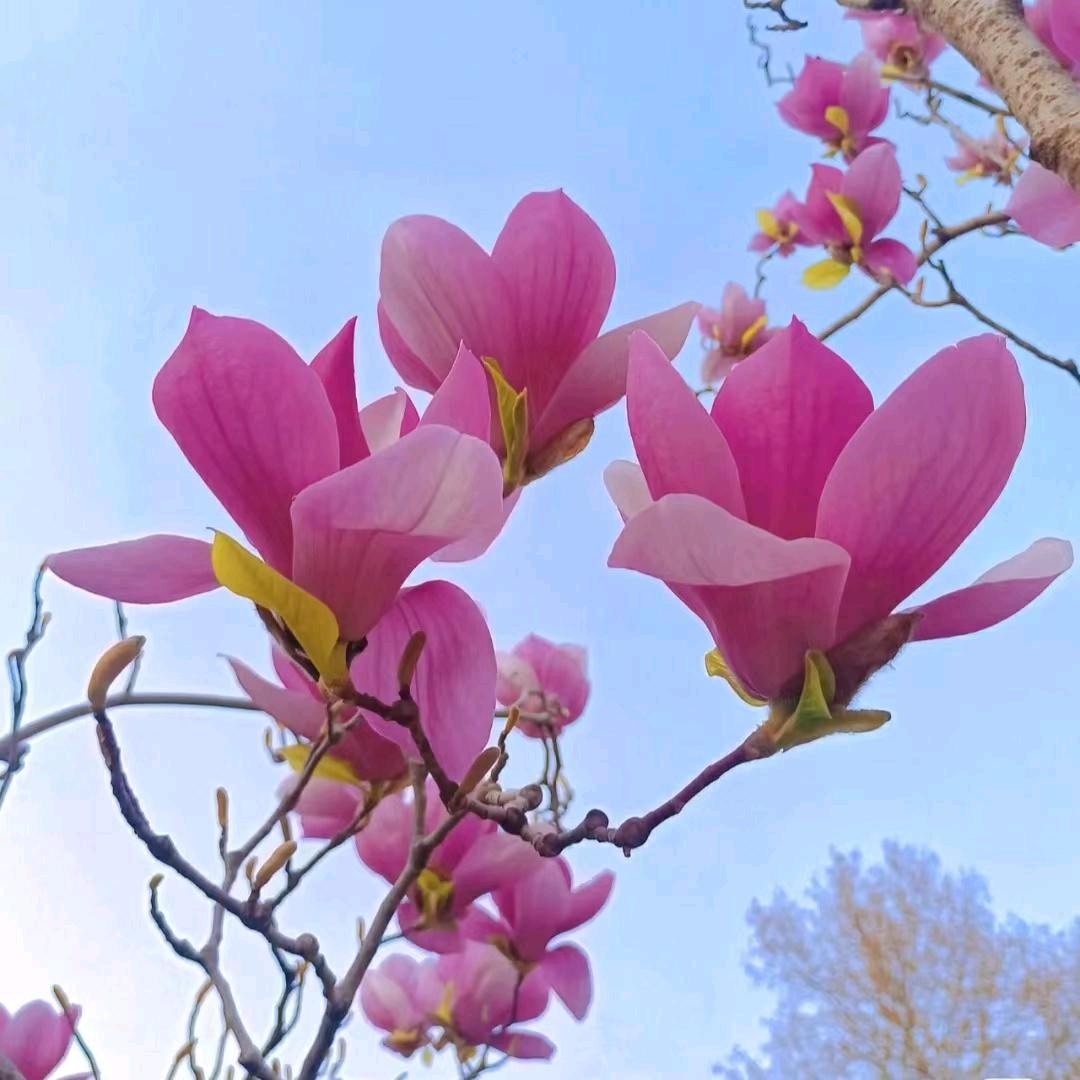 花开富贵。